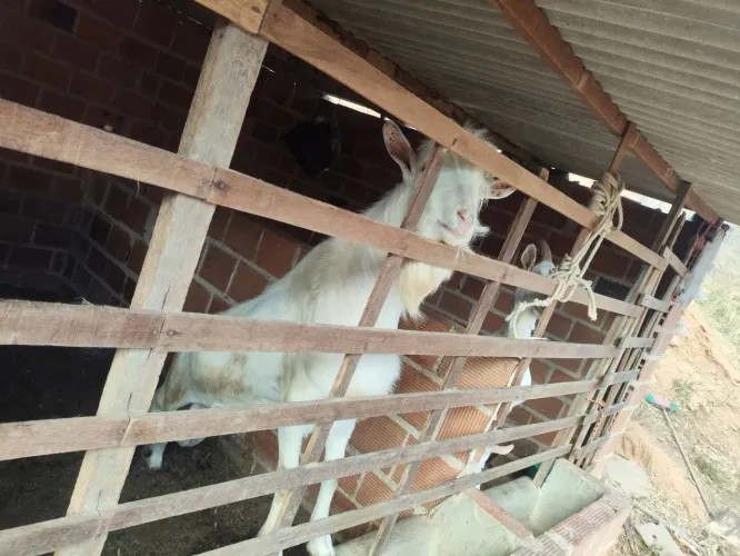 Animais de raça leiteira pra vender ou trocar em algo do meu interesse 