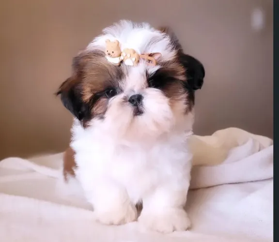Shitzu fêmea mini
