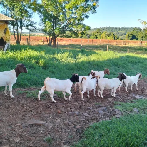 Cabras leiteiras prenhas e Carneiros reprodutores e Ovelhas 