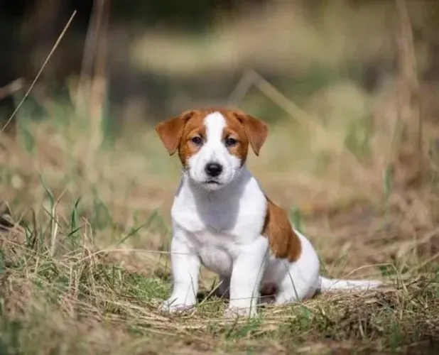 Jack Russell Filhotes Energia e Lealdade em um Só Cão