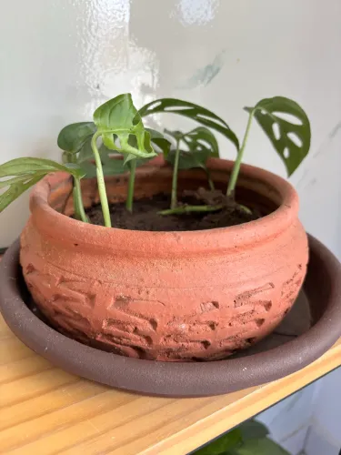 Costelinha de Eva em vaso cerâmico 