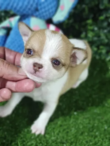 Chihuahua macho Pêlo curto. Um príncipe de 4 patas!