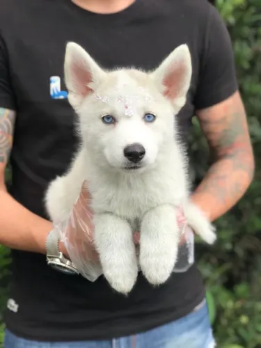 Husky Siberiano- Filhotinho macho branquinho com 78 dias de vida, vermifugados- Dani