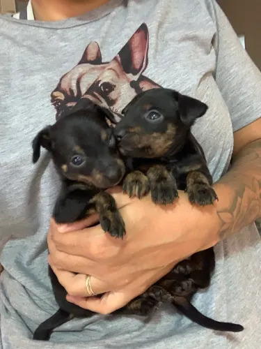 Pinscher fêmea e macho ac cartão 