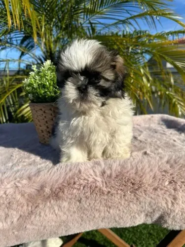 Shih Tzu fêmeas e machos disponíveis a pronta entrega, informações *