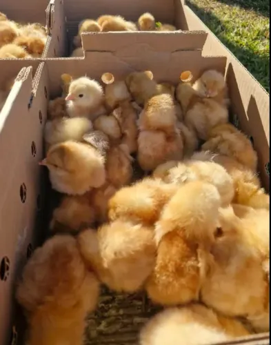 Pintinhos de poedeiras Embrapa 051 e Novogem 