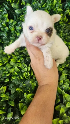 Chihuahua macho Pêlo longo piratinha.