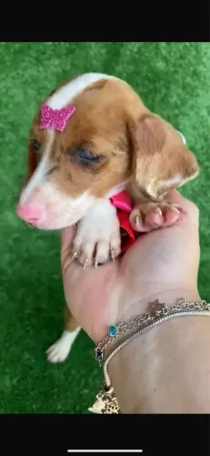 Basset companheiro divertido para crianças felizes