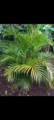 PALMEIRA ARECA BAMBU