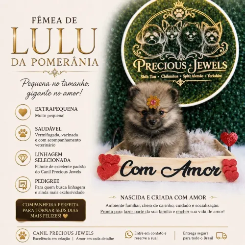 Lulu da Pomerânia fêmea anã 