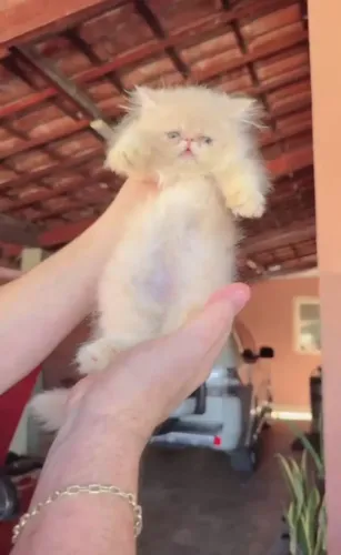 Gato persa 