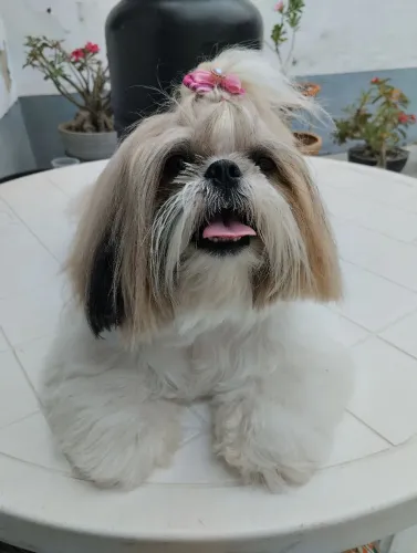Shih Tzu FÊMEAS PURAS