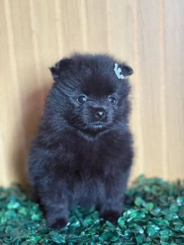 Filhote Spitz Black Fêmea 