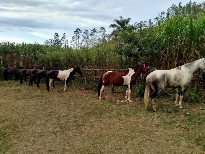Égua