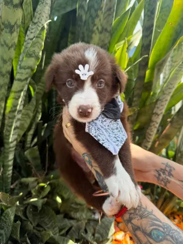 Border Collie Filhotes Lindos