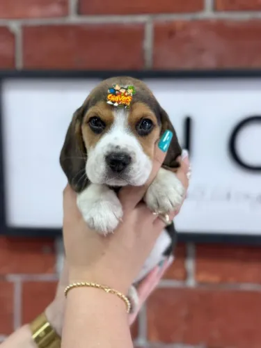 Beagle