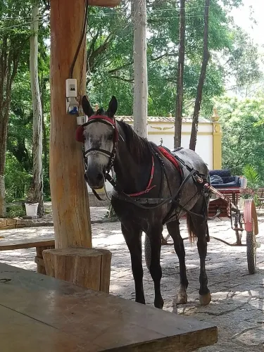 Vendo cavalo de charrete 7 anos com GTA na mão cavalo muito bem cuidado