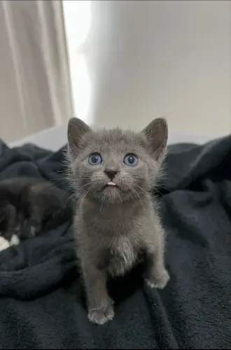 Gato siamês Russian blue