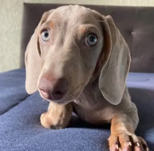 Linguicinha, macho Isabella