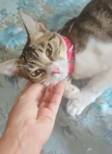 Gatinha de 8 meses amorosa carinhosa , precisa de um lar com amor .