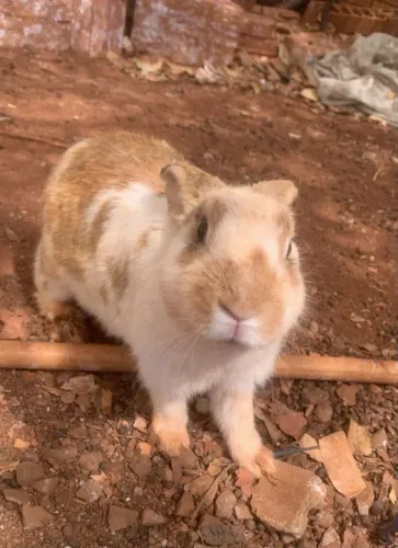 Coelho