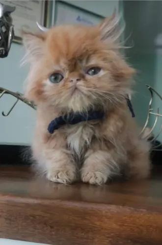 Gato macho persa laranja 