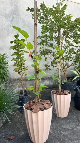 Amora gigante 