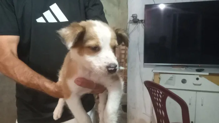 Filhote de Cachorro pra doar