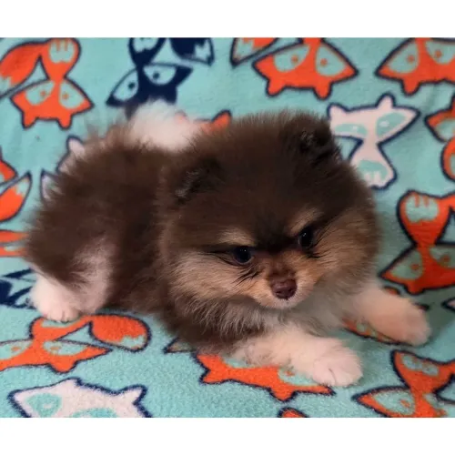Filhotes de Lulu Da Pomerania : Com pelagem incrível