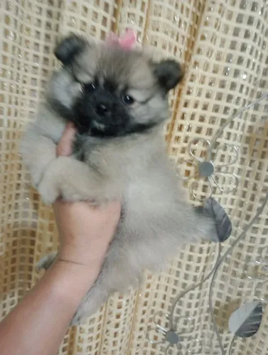 Spitz alemão anã fêmea com pedigree em 10x no cartão. Entregamos