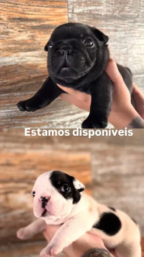 Lindos filhotes de bulldog francês macho! 