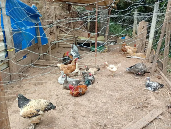 Galinha e patos