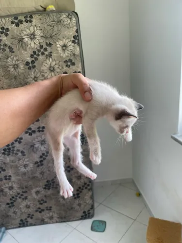 Gatinhas para adoção