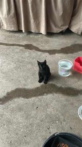 Doação de gatinhos