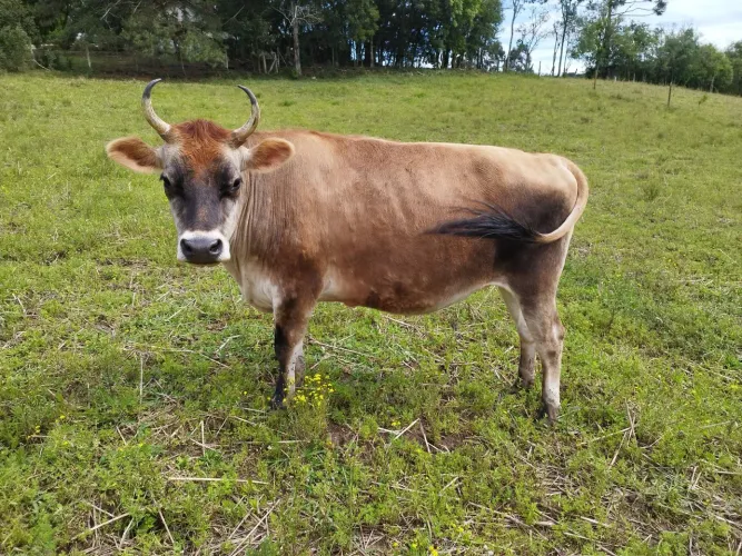 Uma vaca e duas novilhas 