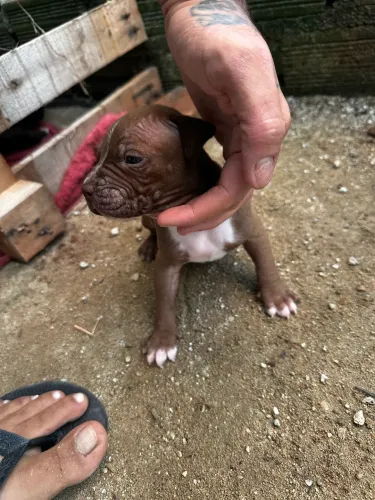 Pitbul x pitmonster filhotes