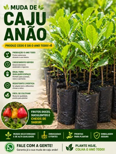 Mudas Enxertadas - Caju Anão 