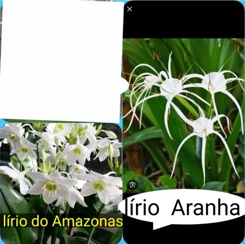Kit 2 mudas de LÍRIOS um ARANHA e um AMAZONAS