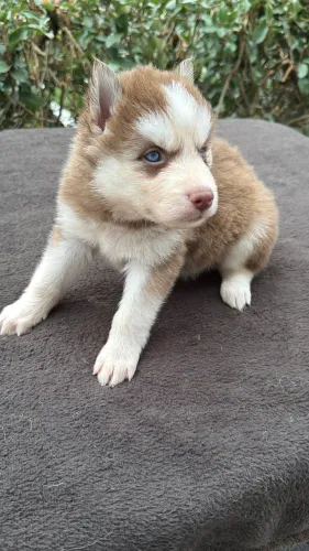 Husky Wolly 
