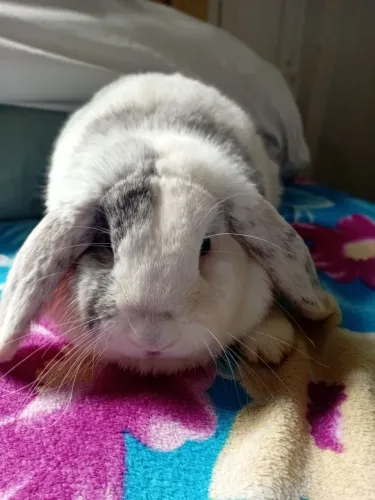 Mini lop machinho