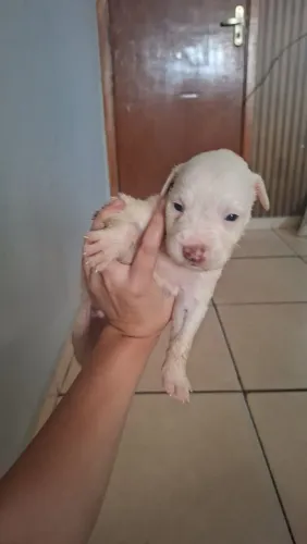 Pitbull pra vender hoje