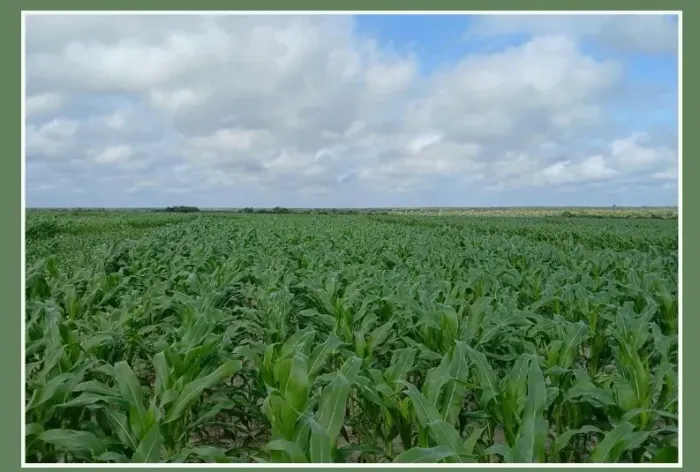 Fazenda á venda com 970 hectares em Anapurus-Ma, lavoura de soja já no sétimo ano de prod