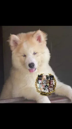 Filhote de Husky siberiano com pedigree 
