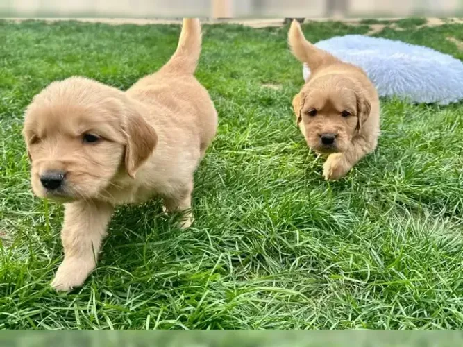 Filhote de cachorro Golden Retriever atentos, carinhosos e brincalhões