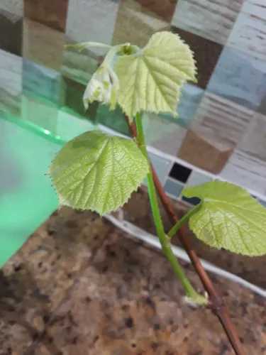 Estaca de uva Niágara com raiz