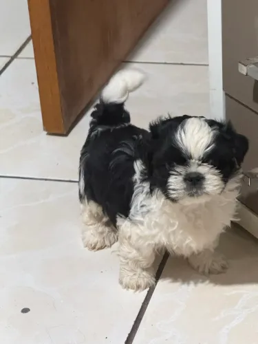 Filhotes de shihtzu a venda! R$ 350,00