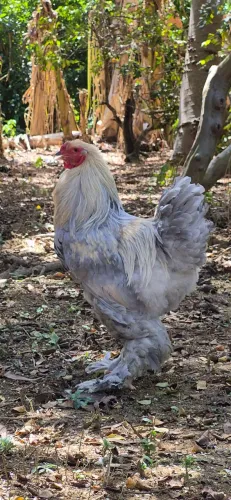Galo e galinha brahma isabella (raro)