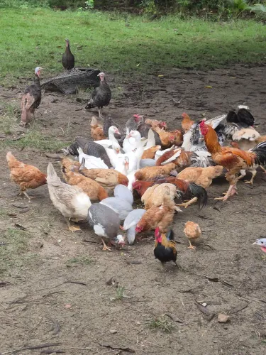 Patos, galos, galinhas, galinhas da angola