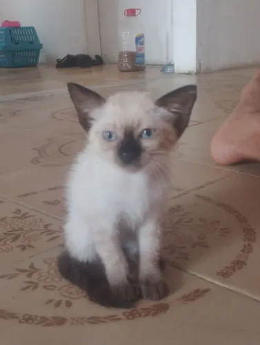Gata siamês