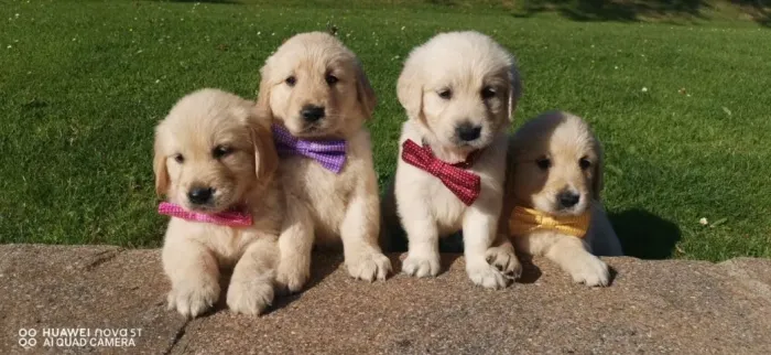 Filhotes golden retriever ótima genética e saúde selecionada dócil